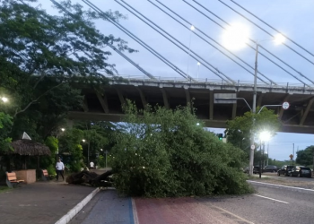 Árvore cai na avenida Raul Lopes e deixa via parcialmente bloqueada