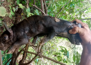 Porco nasce com duas cabeças chama atenção em Jatobá do Piauí