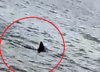 Tubarão é visto por banhistas na praia de Barra Grande