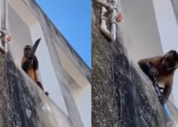 Macaco é flagrado amolando faca em sacada de prédio no Sul do Piauí; vídeo viraliza na Net