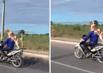 Viraliza vídeo de cachorro passeando 'em pé' na garupa de motocicleta em Teresina