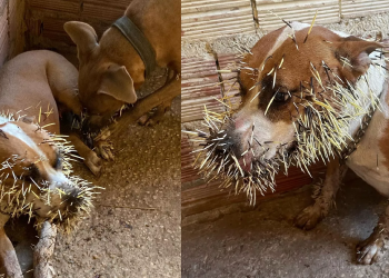 Cadelas atacam porco-espinho e ficam feridas na zona Sul de Teresina