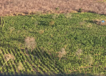 Polícia Militar encontra plantação de mais de 170 mil pés de maconha no Piauí