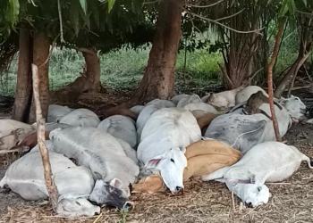 Raios matam vacas durante temporal no Sul do Piauí