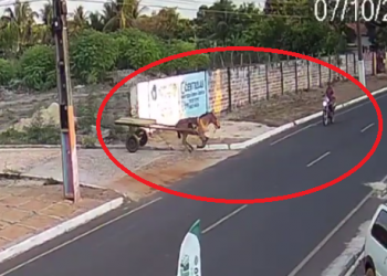 Cavalo desgovernado atropela motociclista no Norte do Piauí; vídeo