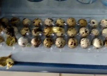 Calor choca ovos e codornas nascem em cartela na prateleira de supermercado em Campo Maior