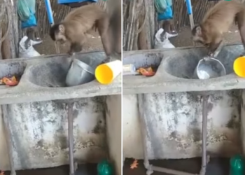 Viraliza vídeo em que macaco aparece lavando louça no Piauí