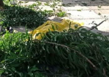 Homem cai de árvore durante poda e morre na cidade de José de Freitas