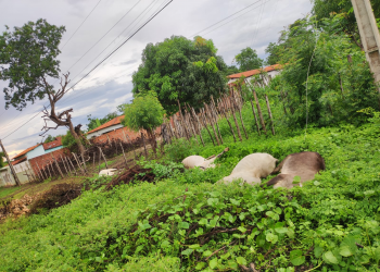 Bois e vacas morrem eletrocutadas por fios de alta tensão no Norte do Piauí; vídeo