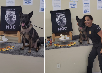 Cão policial ganha festa de aniversário e 'sobe de nível' na Polícia Civil do PI