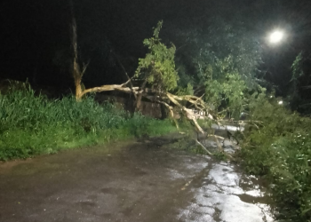 Árvore cai e bloqueia estrada do povoado Cacimba Velha