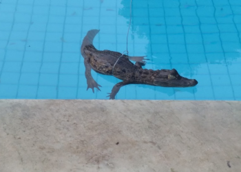 Jacaré é 'flagrado' nadando em piscina de condomínio na zona Leste de Teresina
