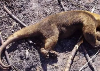 Animais morrem queimados em incêndio florestal que já dura 7 dias no Piauí
