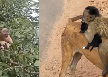 Macaco viraliza ao 'raptar' filhotes de cão e gato no Piauí; veja vídeos