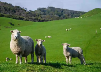 Ovelhas famintas invadem fazenda e comem 100 kg de maconha