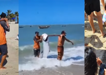 Peixes gigantes pescados em Barra Grande deixam turistas perplexos; veja o vídeo
