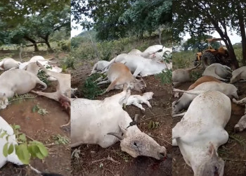 Raio mata 12 bois e vacas em Baixa Grande do Ribeiro; veja o vídeo
