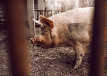 Cuidador de animais morre ao ser atacado por porco na zona Sudeste de Teresina