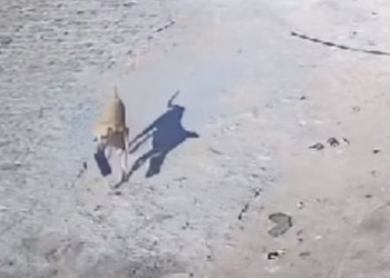 Cachorro 'furta' celular e sai correndo pela rua levando o aparelho em Jaicós