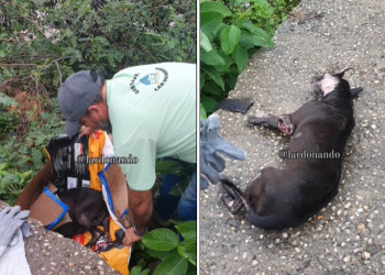 Tutor abandona cão pitbull doente às margens do rio Poti para morrer