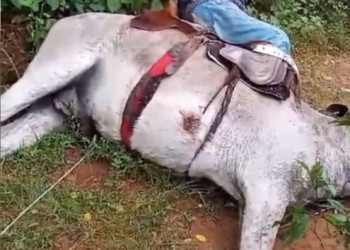 Vaqueiro e jumento morrem eletrocutados no interior do Piauí