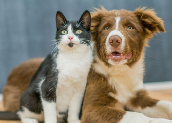 Páscoa consciente: veterinária orienta sobre não dar chocolate para cães e gatos