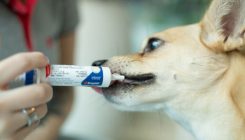 Suplementos manipulados ganham espaço na medicina veterinária