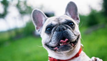 Transplantes em pets exigem compatibilidade e acompanhamento contínuo