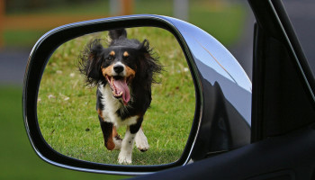 Urina de cães pode comprometer componentes do automóvel