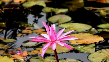 Maio tem apelido do mês das flores. Vejo flores em você.