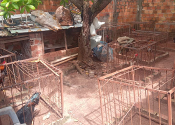 Polícia encontra 37 galos sob maus tratos usados para rinhas em José de Freitas