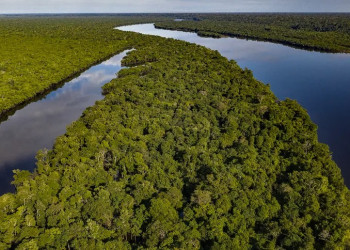 Cientistas alertam que Amazônia pode alcançar ponto de não retorno em até 2050
