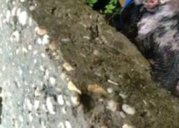 Cão pitbull é abandonado doente às margens do Rio Poti e resgatado em Teresina