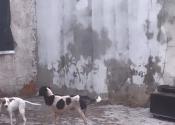 Cães vítimas de zoofilia são resgatados para abrigo em Teresina