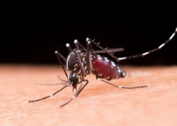 Piauí confirma sexta morte por dengue