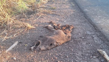 Aumento de atropelamentos de capivaras e felinos silvestres preocupa autoridades na PI-112