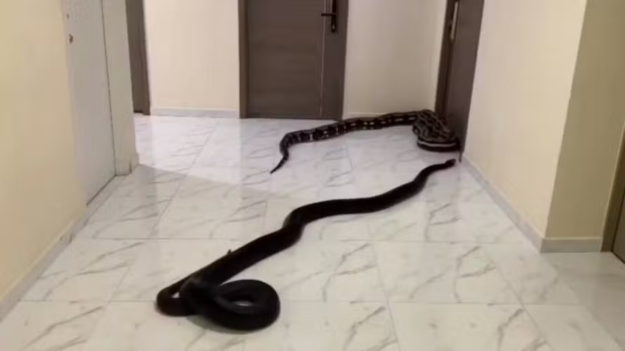 Morador soltou duas cobras no corredor do prédio onde mora para protestar contra o barulho do cachorro do vizinho