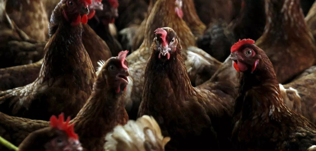 Galinhas em fazenda contaminada pela gripe aviária na vila de Modeste, Costa do Marfim