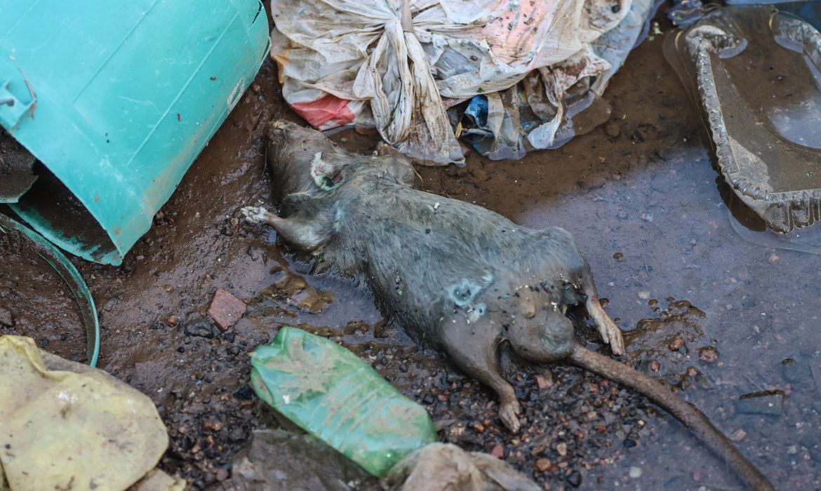 A doença é transmitida na água suja contaminada pela urina de ratos