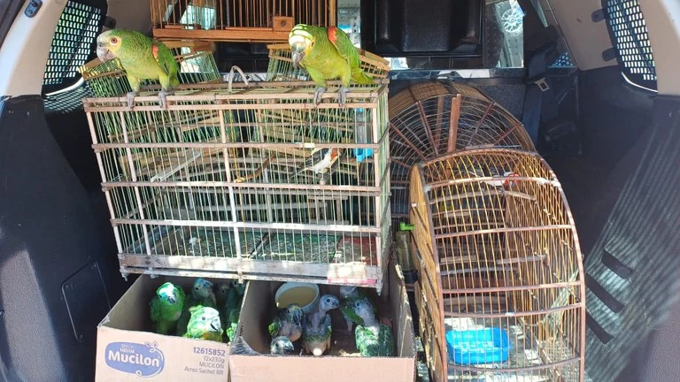 Aves apreendidas em município do Piauí