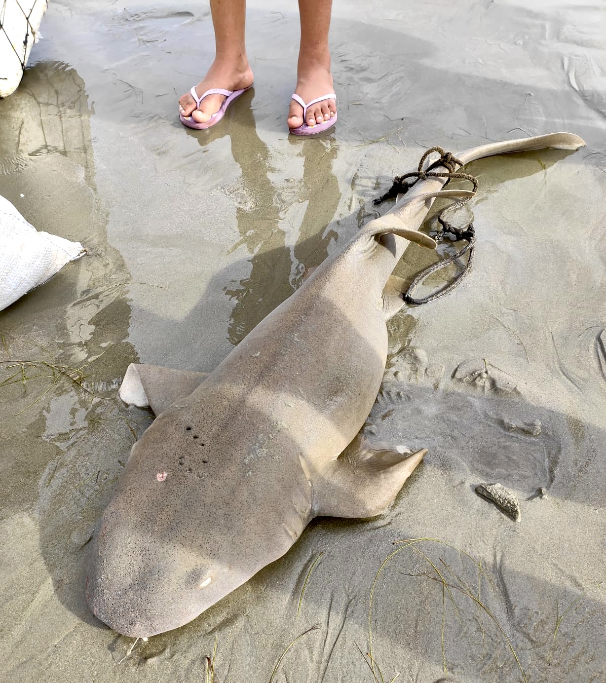 Tubarão-Lixa é pescado na Praia do Coqueiro