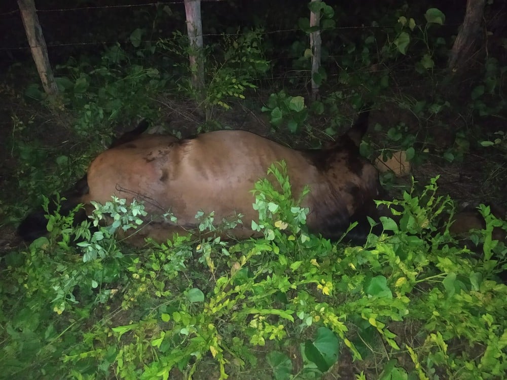 Equino morto após acidente