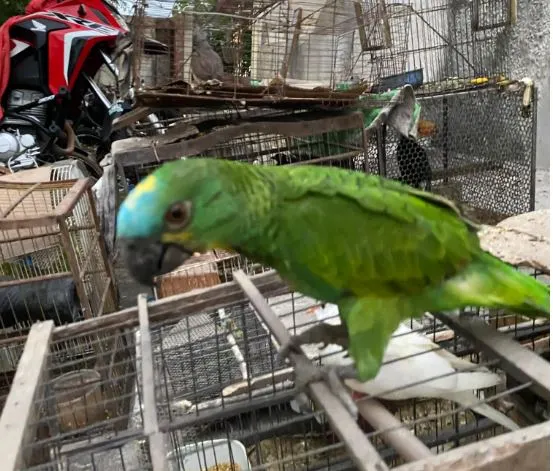 Animais resgatados