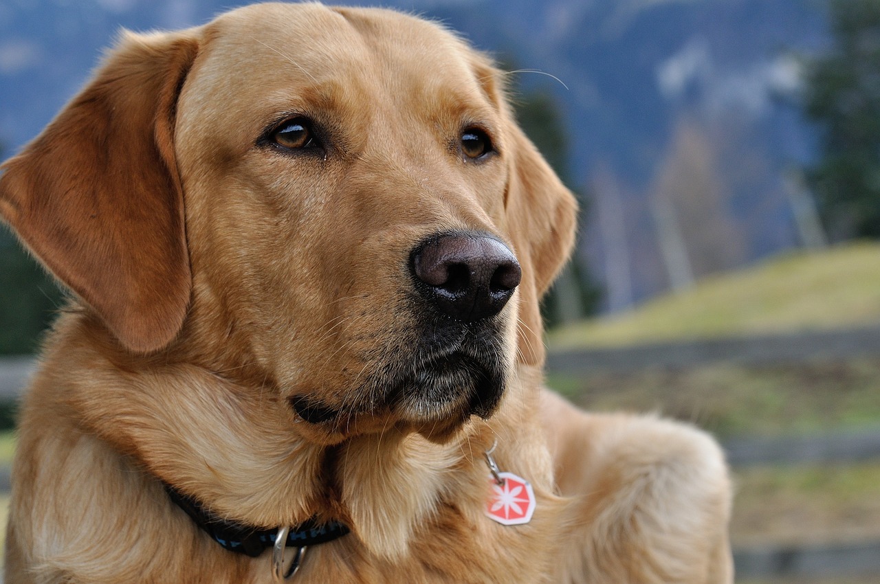 A inteligência, energia e temperamento amigável do labrador