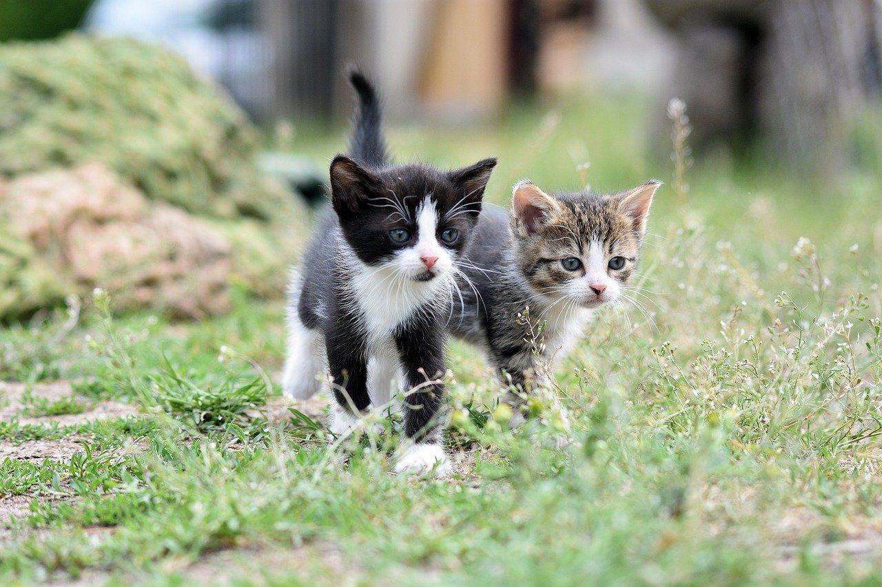 Adoção de pets: compromisso e responsabilidade