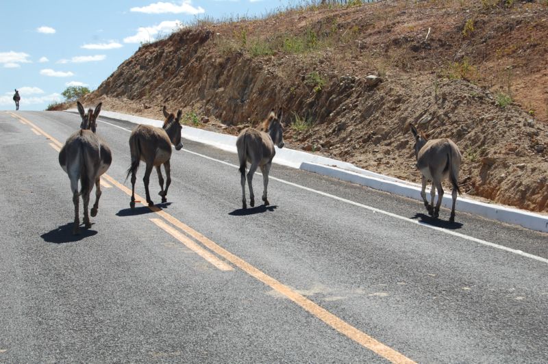 Animais na pista podem causar acidentes