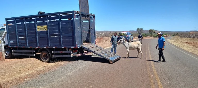 Operações realizadas pela PRF tem recolhido animais soltos às margens das BRs no Piauí