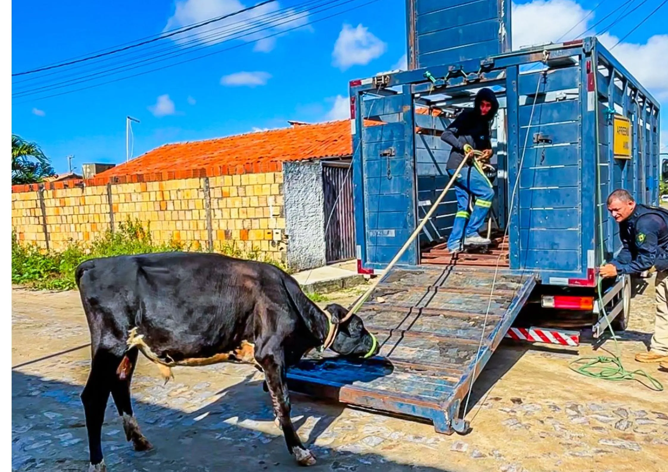 Apreensão de animais durante Operação Porteira Fechada