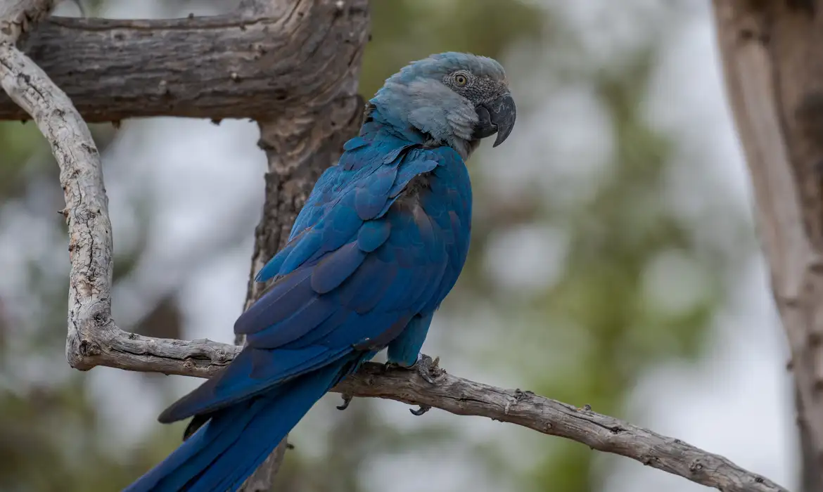 Onze  ararinhas-azuis (Cyanopsitta spixii) recapturadas no início de novembro testaram positivo para circovírus