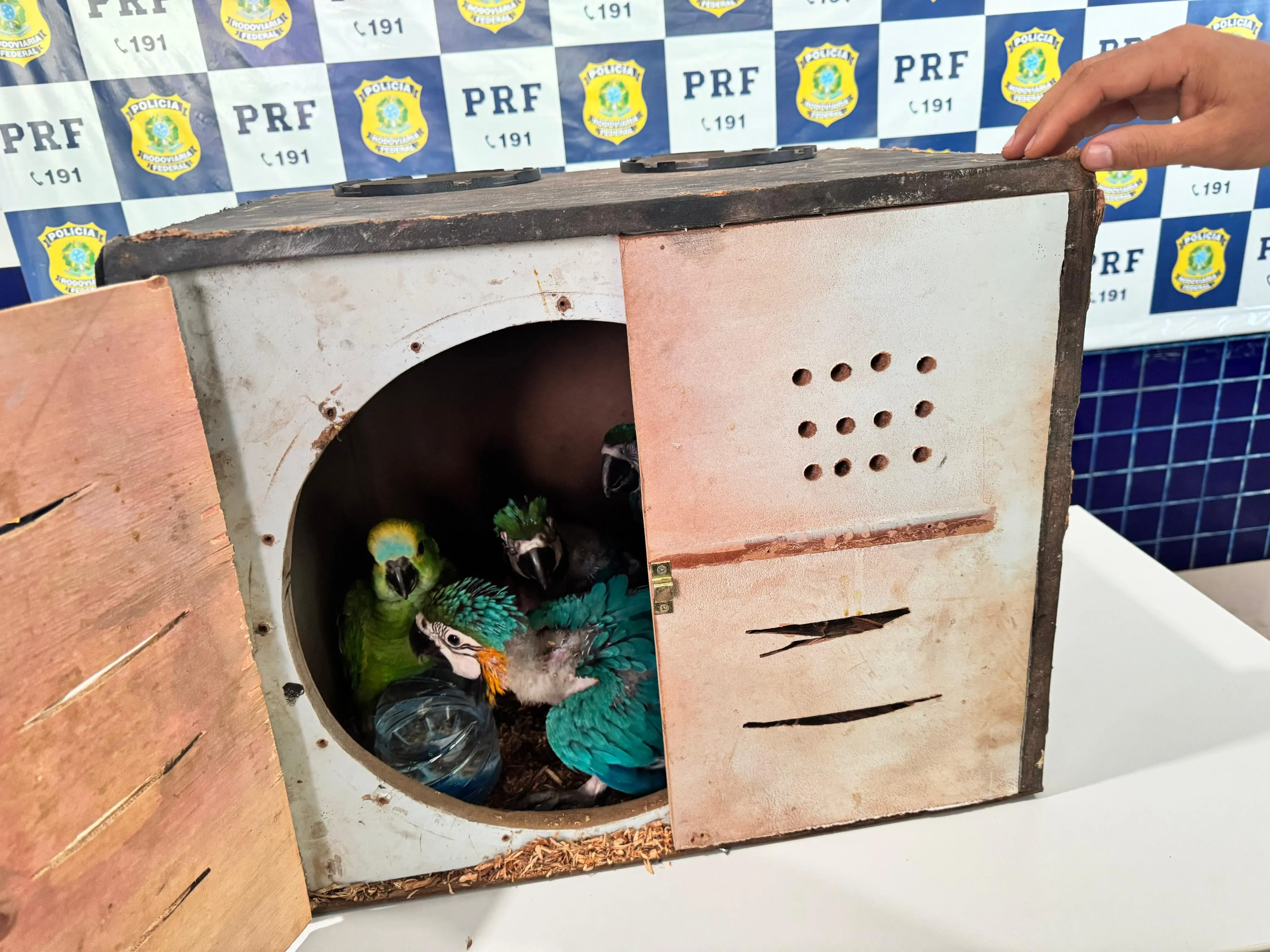 As aves foram apreendidas em um veículo de passeio na BR-230, em Floriano/PI